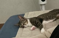 5개월고양이 무료분양