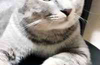 스코티쉬스트레이트가정분양합니다.