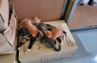 사무실 냥이가 아가 4마리를 낳았어요^^