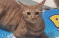 애교 많고 건강한 고양이 주인이 되어주세요.