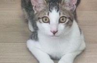 고양이 무료분양