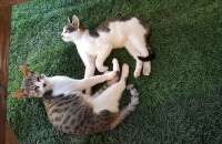 새끼 고양이 무료 분양 합니다