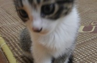 일산 코숏3개월 아가5마리분양중입니다