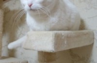 터앙 성묘 분양보냅니다