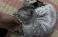 아메리칸숏헤어 2살 남아 분얍합니다.