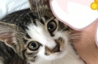 8개월 코숏 고등어태비 남아입니다