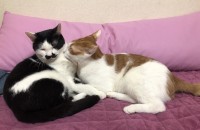 길냥이 두마리 키우실 분요(무료분양 2살)