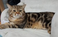 스코티쉬스트라이트(남)한살과 터앙(남)두살 무료분양합니다