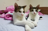 암컷 고양이 무료 분양 합니다(2마리)