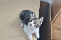 고양이 무료 분양합니다~