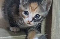 아기고양이 좋은분 만나길 바랍니다