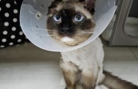 임시보호 랙돌 1살 남아 무료분양 합니다.