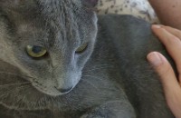 러블 3세 남아 분양합니다.