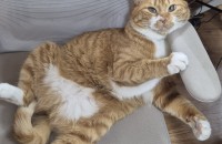 울산 고양이 이쁜고양이