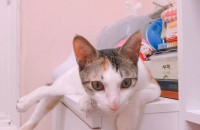 좋은 주인을 만났으면