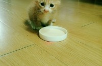 새끼고양이 무로분양해용