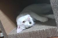 고양이 분양합니다