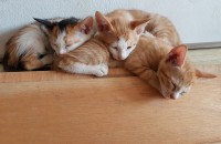 고양이 무료분양