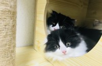 하이랜드폴드 남아 분양해요❤️