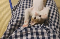 사랑스런 치즈냥 무료분양