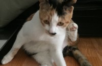 서울시 금천구 코리안숏헤어(한국고양이) 무료분양합니다
