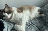 랙돌 고양이 분양합니다