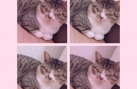 코숏 (고등어태비) 남아 2살