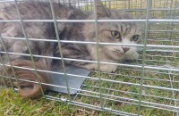 페르시안 무료 분양합니다