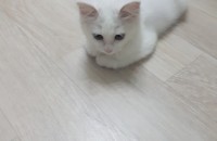 4개월 페르시안냥이 분양해요