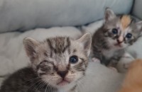 이쁜 2개월 된 아기고양이 무료분양합니다