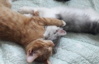 1년된 남아 여아 가정묘 분양해요