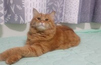 코숏(턱시도)과 노르웨이숲 고양이분양합니다.