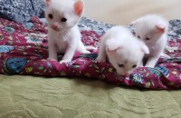 고양이 사랑하고 내가족처럼 길러주실분 찾아요..