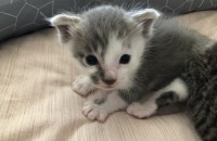 스코티쉬폴드 아기냥이 무료분양해요