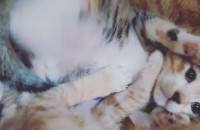 새끼고양이5마리남았습니다 무료분양 착하신분만