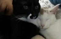 고양이 두마리(관련용품포함) 분양합니다..