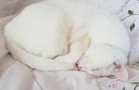 터앙boxtk****님께로 책임 분양 완료