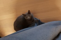 러시안블루 작고예쁜공주(중성화완료)