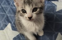 1. 이제 4개월된 아기 고양이 분양 합니다.