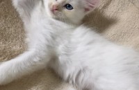 2. 이제 4개월된 아기고양이 분양합니다