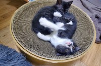 새끼  고양이 6마리 무료 분양합니다