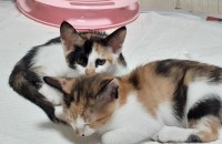 반땡이라고해요