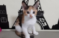 춘식이닮은 아가에요