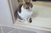 청주 삼색 코숏 무료 분양합니다.