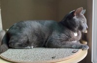 러시안블루 5세 남아 분양보내요..(부천/전부지원)