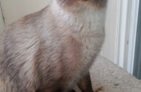 써니 1년 넘은 숫놈 샴 중성화 수술한 까칠성격 아이입니다.