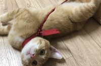 부산 수컷 4~5개월정도구요  잘키워주실분이요