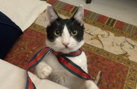 턱시도 1살 애교쟁이 남아 무료분양합니다