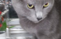 러시안 불루 중성화 수술 착하고 순진한 숫놈아이입니다.