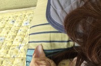 치즈태비[길냥이] 분양합니다